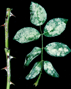 Powdery mildew on rose stems and leaves, before treatment with any fungicidal product. Powdery mildew on rose stems and leaves, before treatment with any fungicidal product.